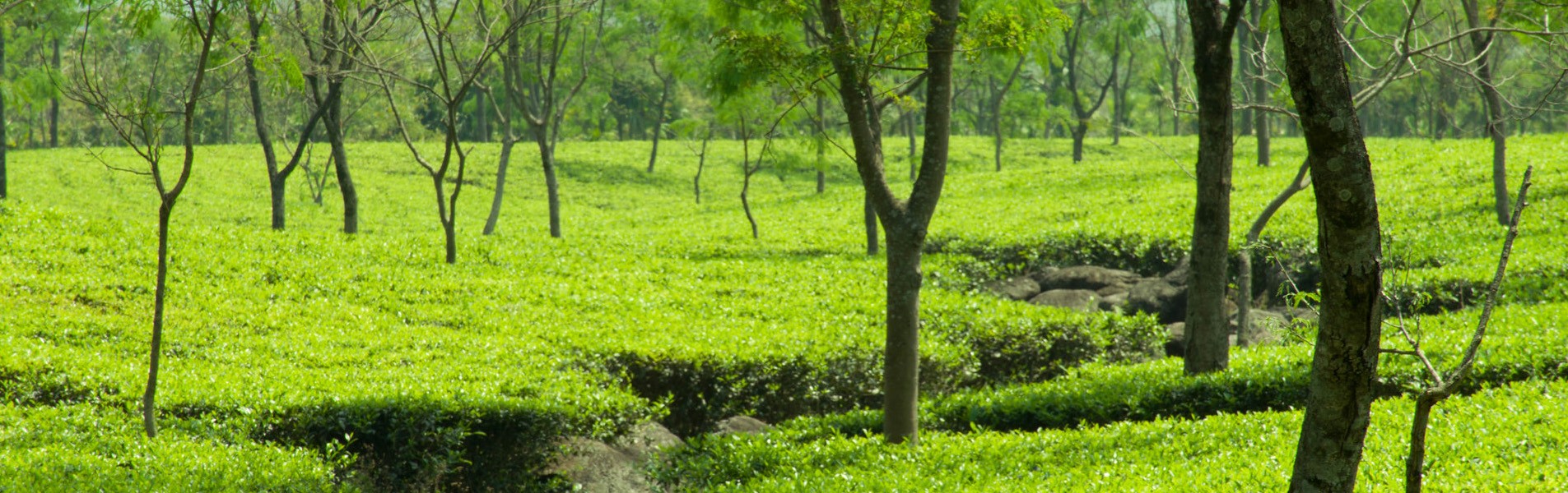 7 Unseen and Offbeat Getaways around West Bengal header image