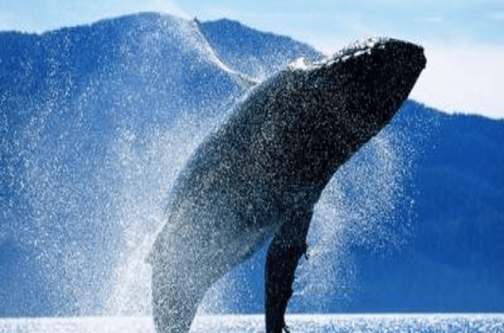 Viaje a Madagascar | Estación de las ballenas en la Isla Sainte Marie