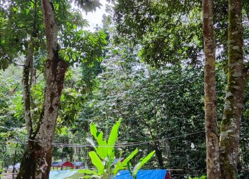 Rumpun Bamboo Campsite Review