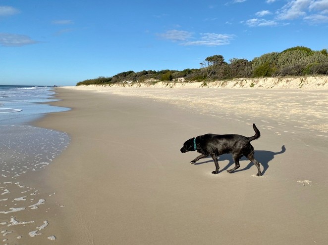 https://images.toopa.com/181368_bribie-island-dog-beach-off-leash-woorim-buckleys-.jpg